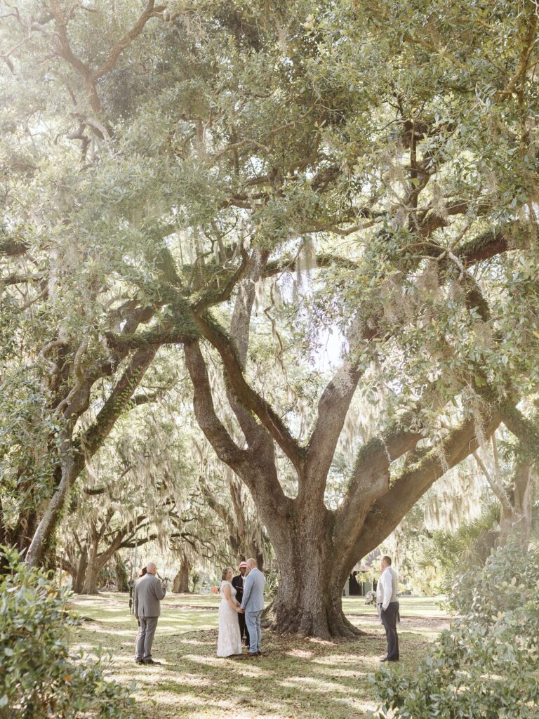 Sun peaks through an oak tree as a wedding ceremony takes place underneath