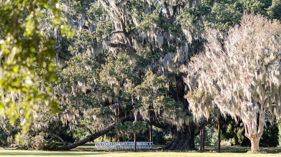 New Orleans City Park: Wedding Venues in the Heart of the Crescent City